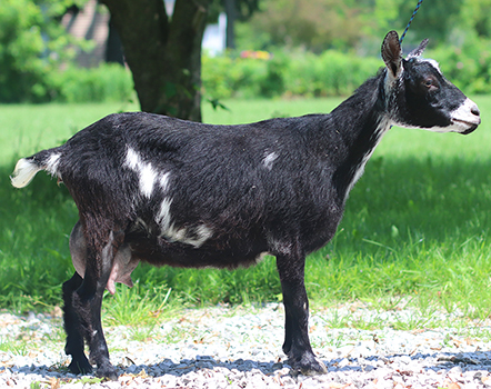 Lesperance That's No Moon 